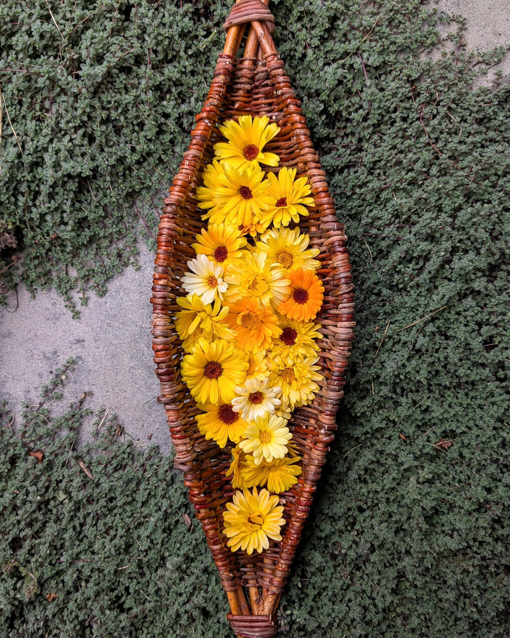 Harvest Vessel A woven willow harvest boat, holding calendula flowers.