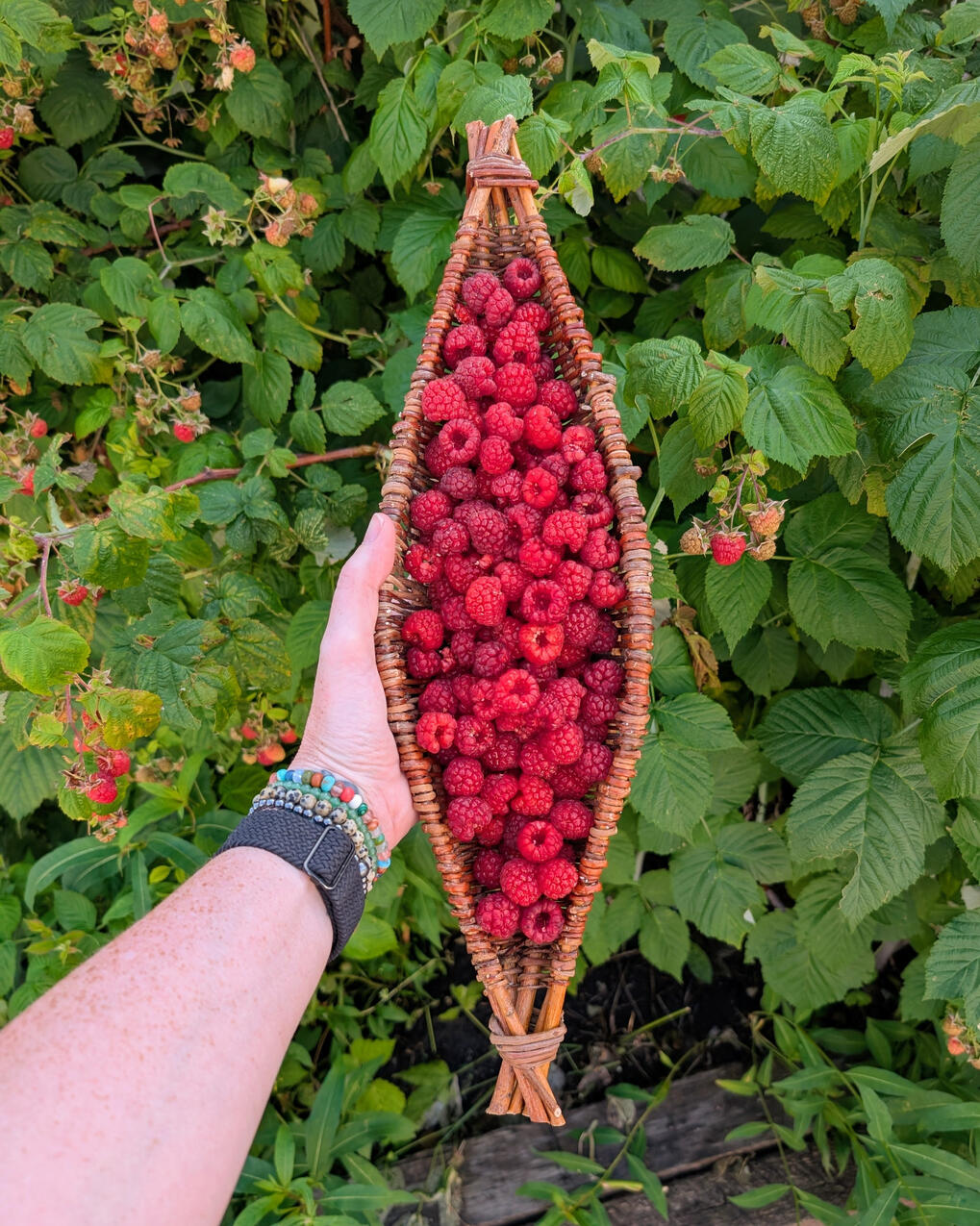 Harvest Basket Hand holding willow harvest basket full of raspberries with bushes behind.